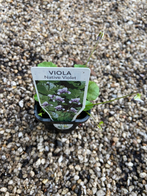 Viola Hederacea Tube