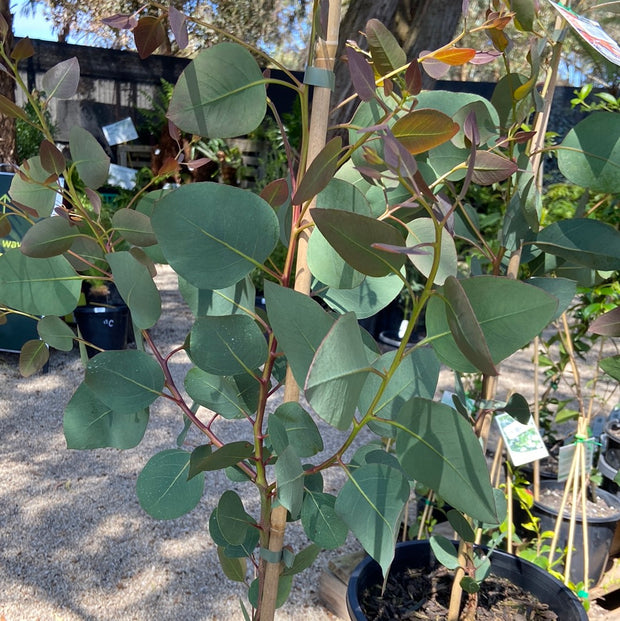 Eucalyptus cosmophylla 250mm