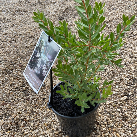 Hakea Ruscifolia 140mm
