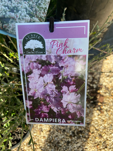 Dampiera spp. 'Pink Charm' 140 mm