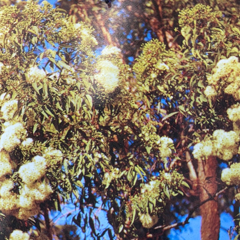 Angophora costata 250mm