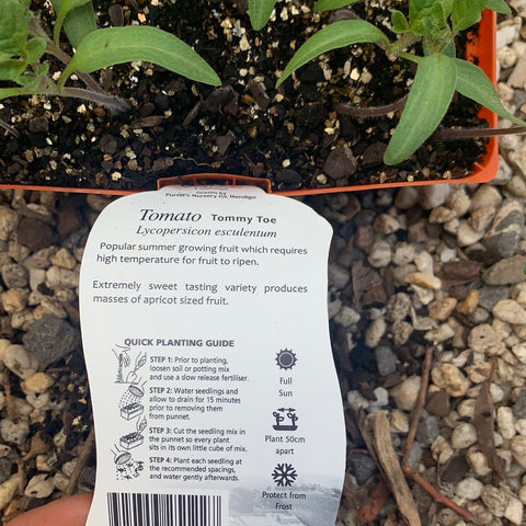 Tomato ‘Tommy Toe’ - Purtill