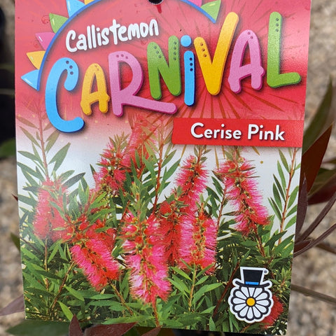 Callistemon Carnival Cerise Pink 140mm