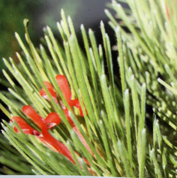 Adenanthos Sericeus 250mm