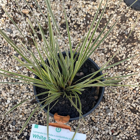 Lomandra White Sands 140mm