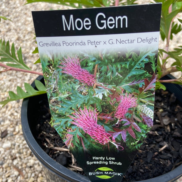 Grevillea Moe Gem 140mm