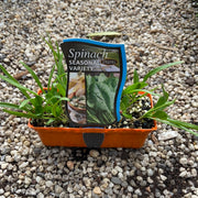 Spinach ‘seasonal variety’ - Purtill