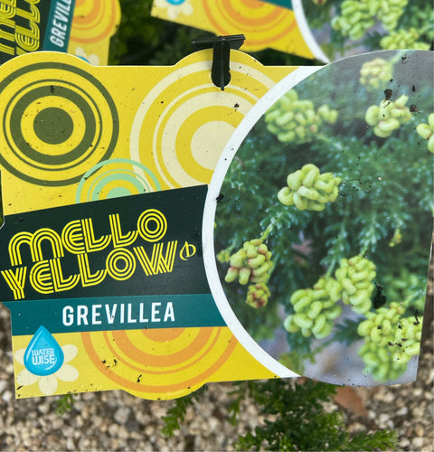 Grevillea lanigera 'Mellow Yellow' 140mm