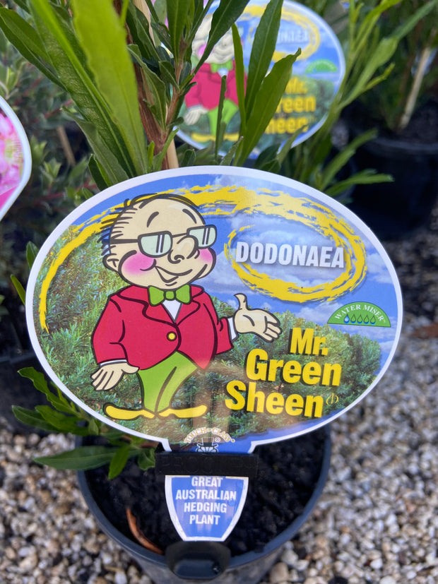 Dodonaea' Mr Green Sheen' 200mm