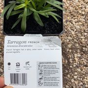 Tarragon ‘French’ - Purtill max