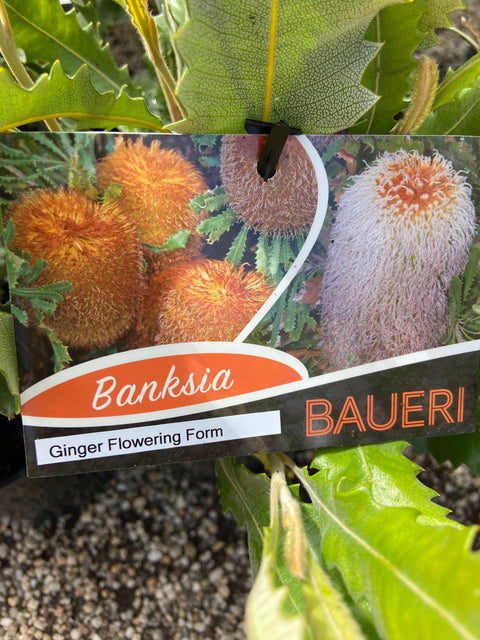 Banksia Baueri Ginger form 140mm