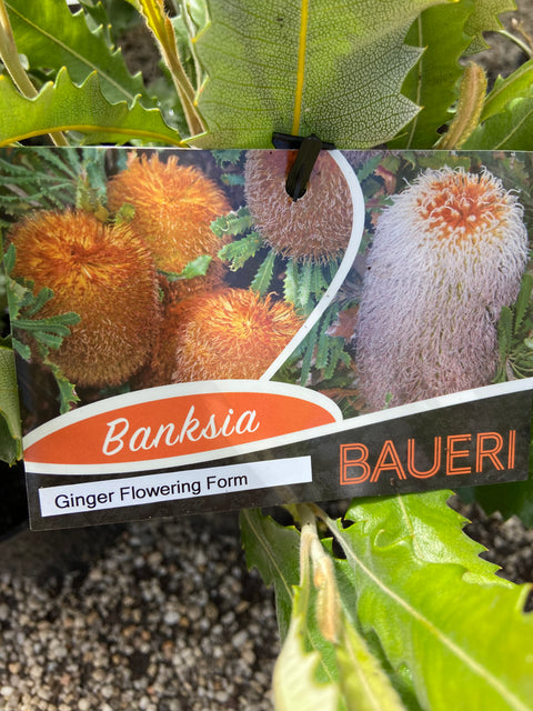 Banksia Baueri Ginger form 140mm