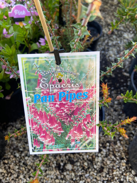 Epacris 'Pan Pipes' 200mm