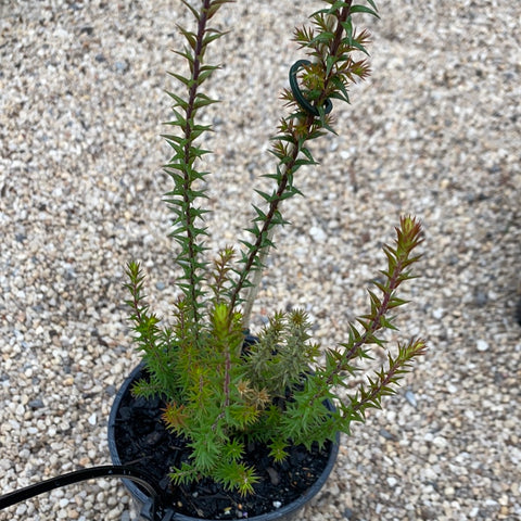 Epacris impressa White 140mm