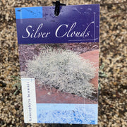 Leucophyta 'silver cloud' 140mm