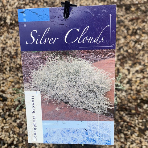 Leucophyta 'silver cloud' 140mm