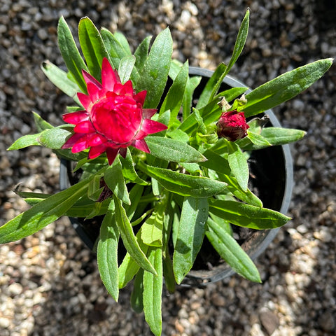 Bracteantha "Mohave Pur Red' 140mm