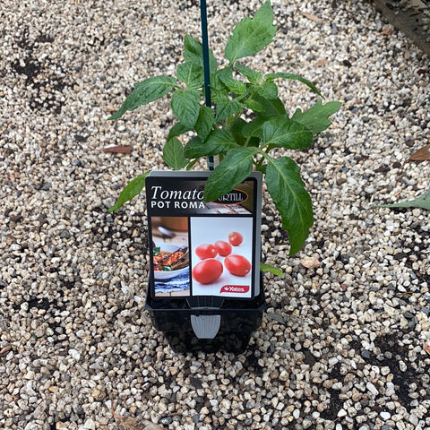 Tomato ‘Pot Roma’ - purtill maxi