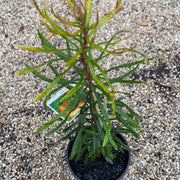 Banksia spinulosa var. spinulosa 140mm