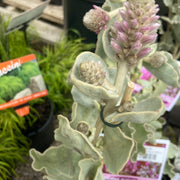 Ptilotus rotundifolius 140mm