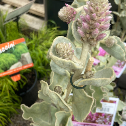 Ptilotus rotundifolius 140mm