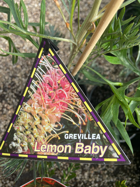 Grevillea banksii Lemon Baby 140mm