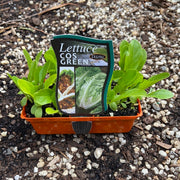 Lettuce ‘Cos Green’ - Purtill
