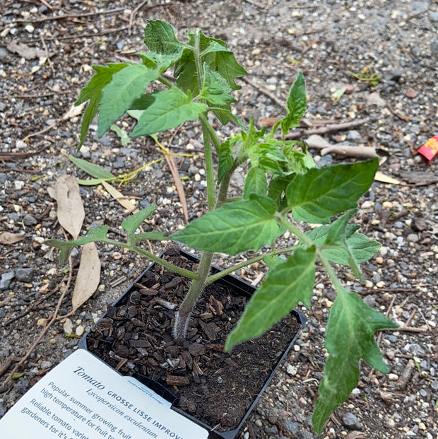 Tomato Grosse Lisse ‘Maxi’ -purtill