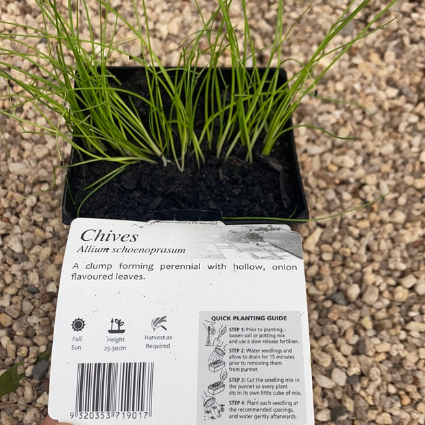 Chives - Purtill maxi