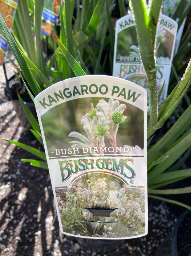 Anigozanthos 'Bush Diamond' 140mm