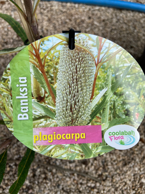 Banksia Plagiocarpa 'Hinchinbrook Banksia' 140 mm