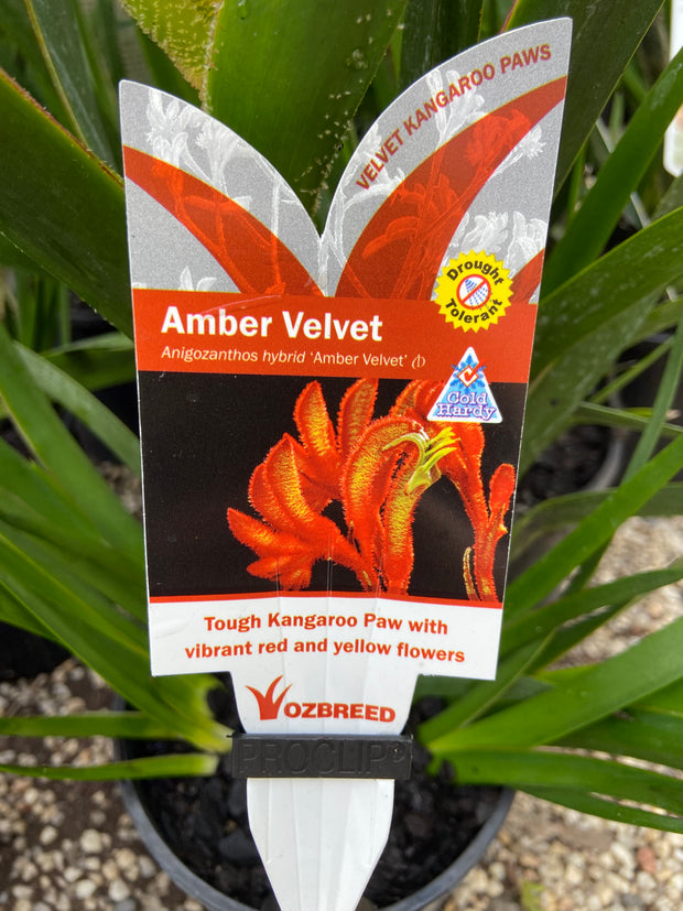Anigozanthos Amber Velvet 140mm