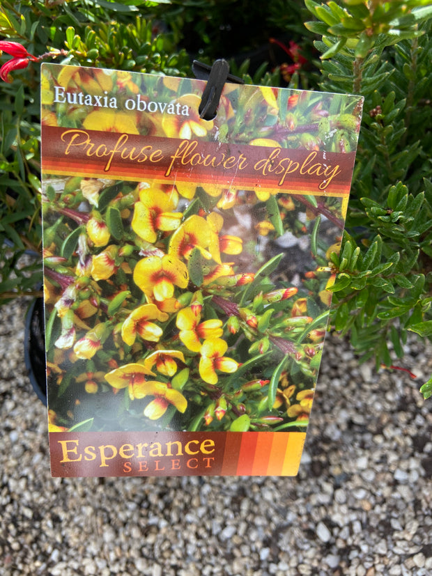 Eutaxia  'Esperance Select' 140mm