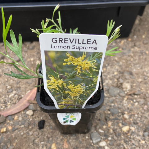 Grevillea Lemon Supreme 70mmTube
