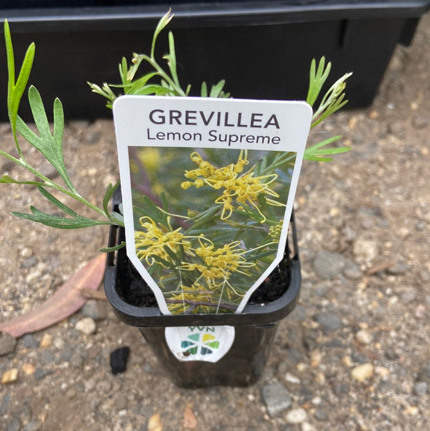 Grevillea Lemon Supreme LARGE TUBE