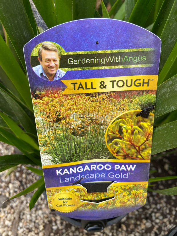 Anigozanthos 'Landscape Gold' 140mm