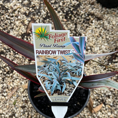 Dianella Rainbow Twist 140mm