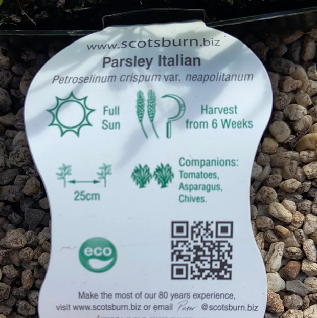Parsley Italian - Scotsburn