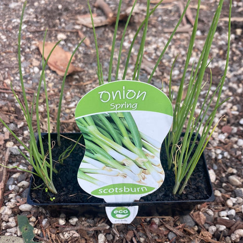 Spring Onion - Scotsburn