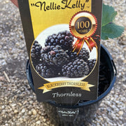Nellie Kelly blackberry thornless 200mm