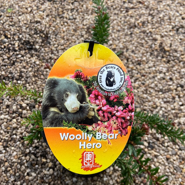 Grevillea Wooly bear hero 140mm