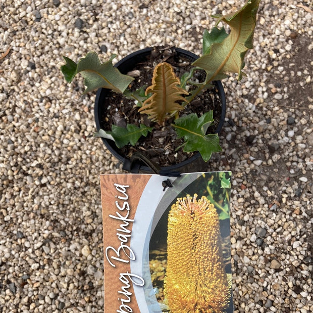 Banksia repens 'Creeping Banksia' 140 mm