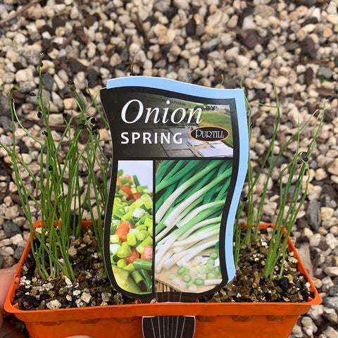 Spring Onion - Purtill