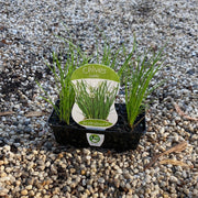 Garlic Chives - Scotsburn