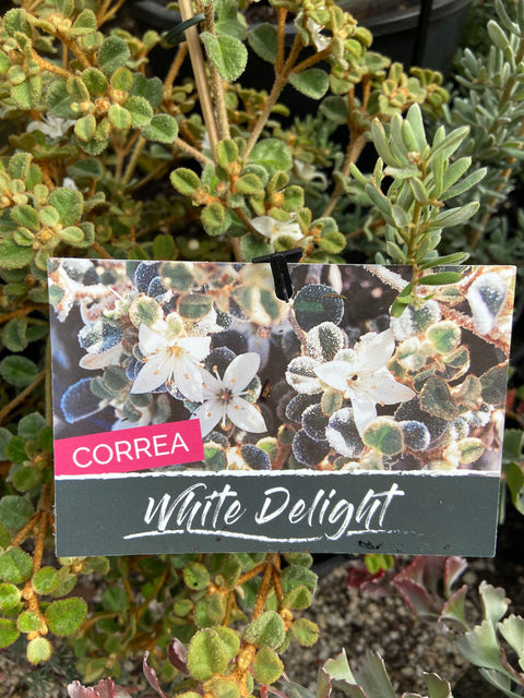 Correa alba 'White Delight' 140mm