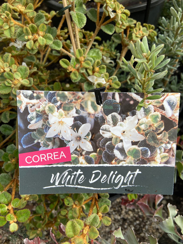 Correa alba 'White Delight' 140mm