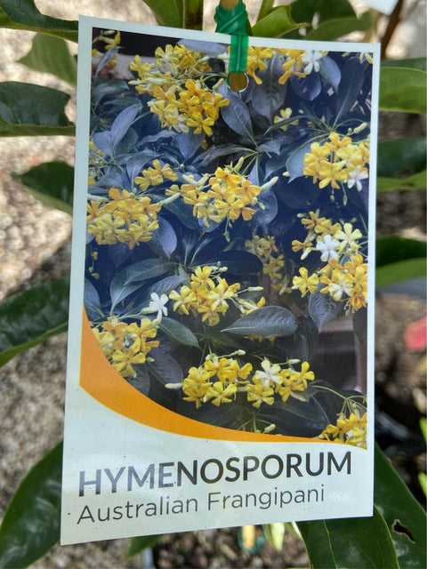 Hymenosporum flavum 200mm