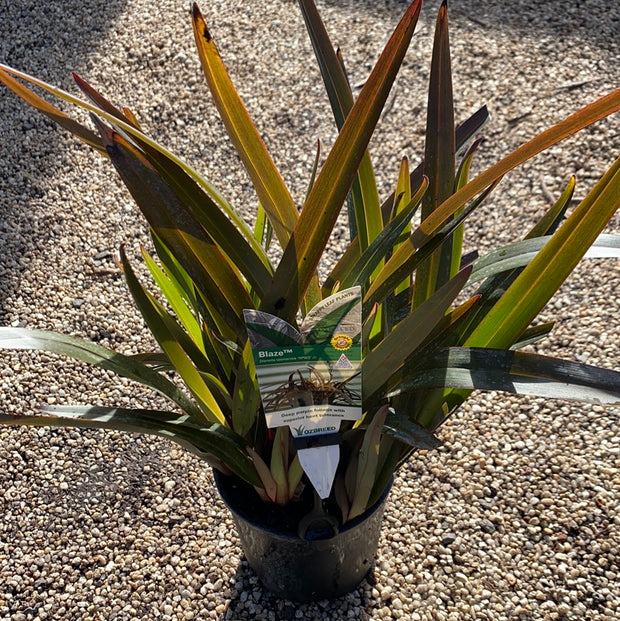 Dianella Blaze 140mm