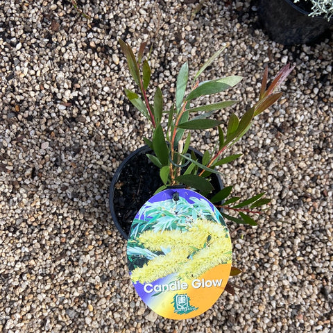Callistemon Candle Glow 140mm