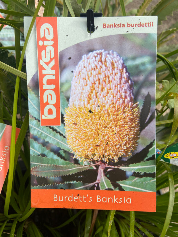 Banksia Burdetti 140mm